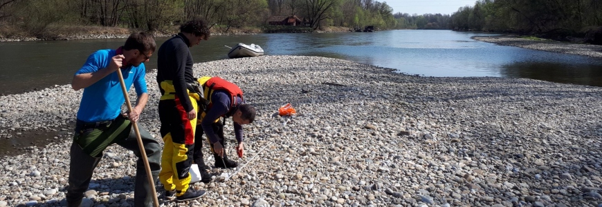 Gravel sample collection fieldwork on the river Mura