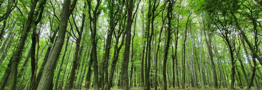 Integrated Danube Environmental Assessment and Monitoring for Nature-Based Solutions (IDEAM NBS)